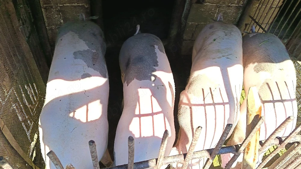 porci de vanzare