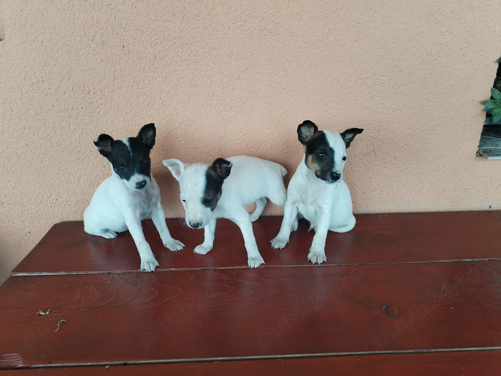 Jack Russel terrier (metis) 