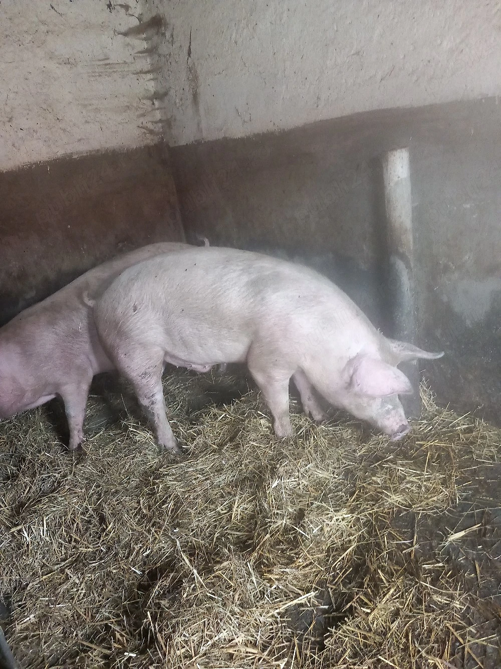 van porci 
