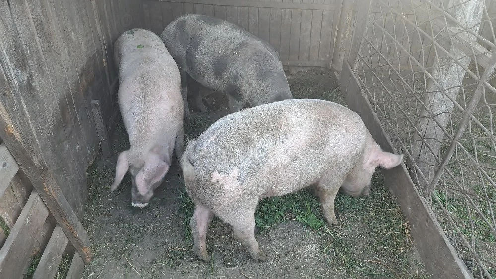 Porci de vânzare 