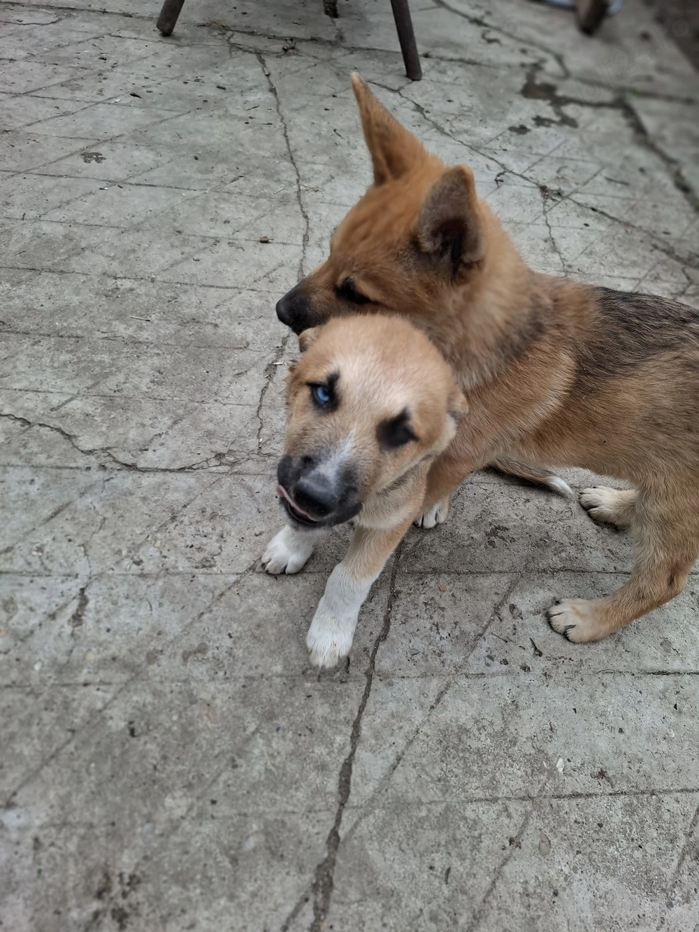 Catei husky mallinois