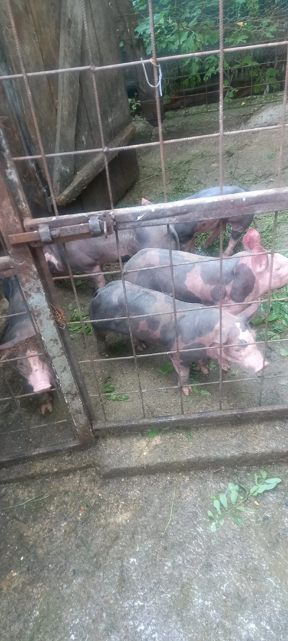 purceii pentru saminta sau sarbatori