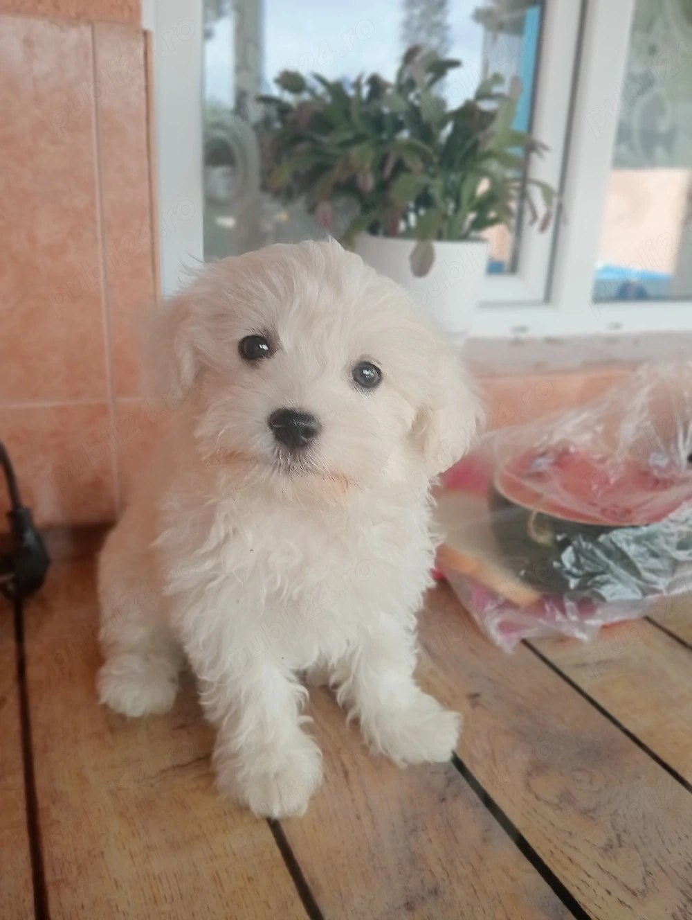 bichon vanzare 