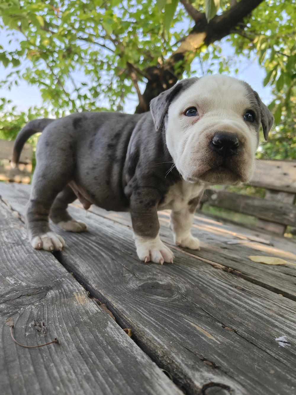 American bully disponibil