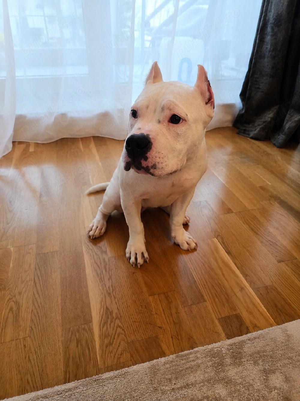 Femelă de American Bully cu pedigree