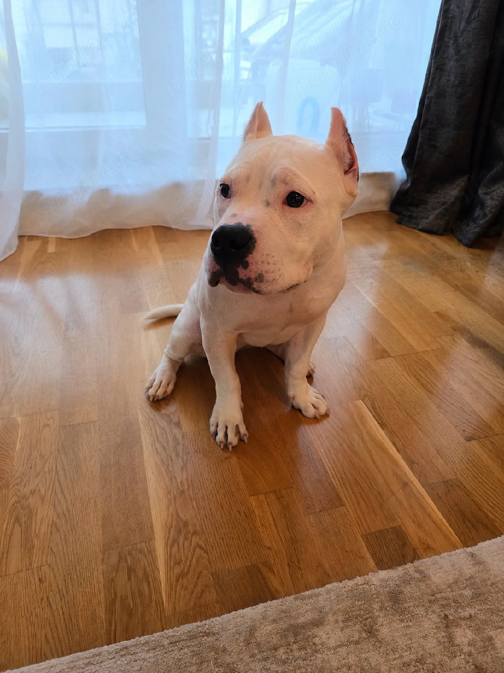 Femelă de American Bully cu pedigree