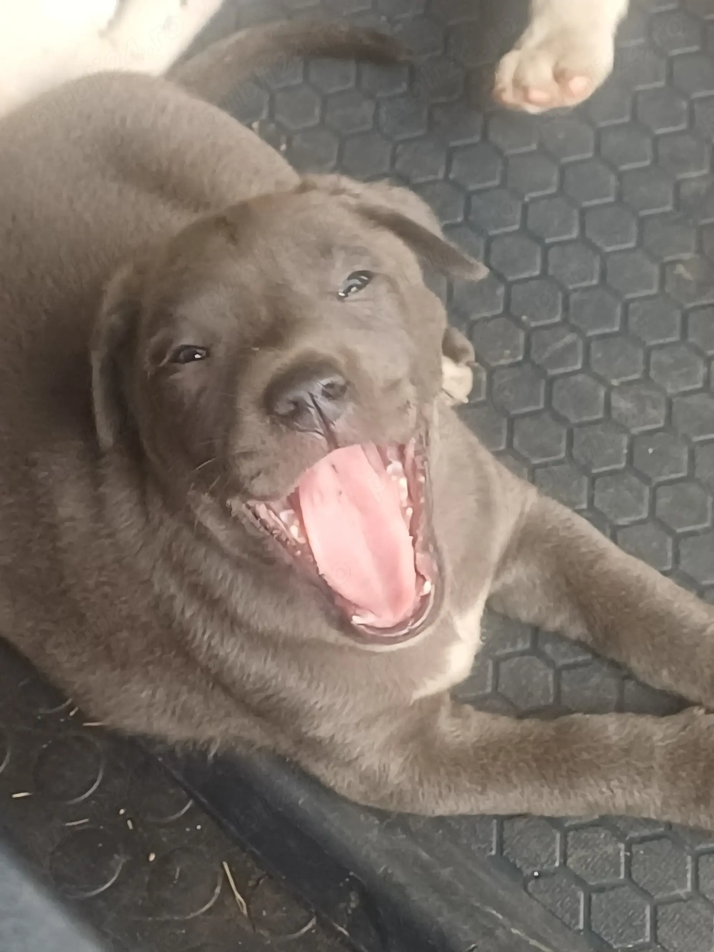 american bully