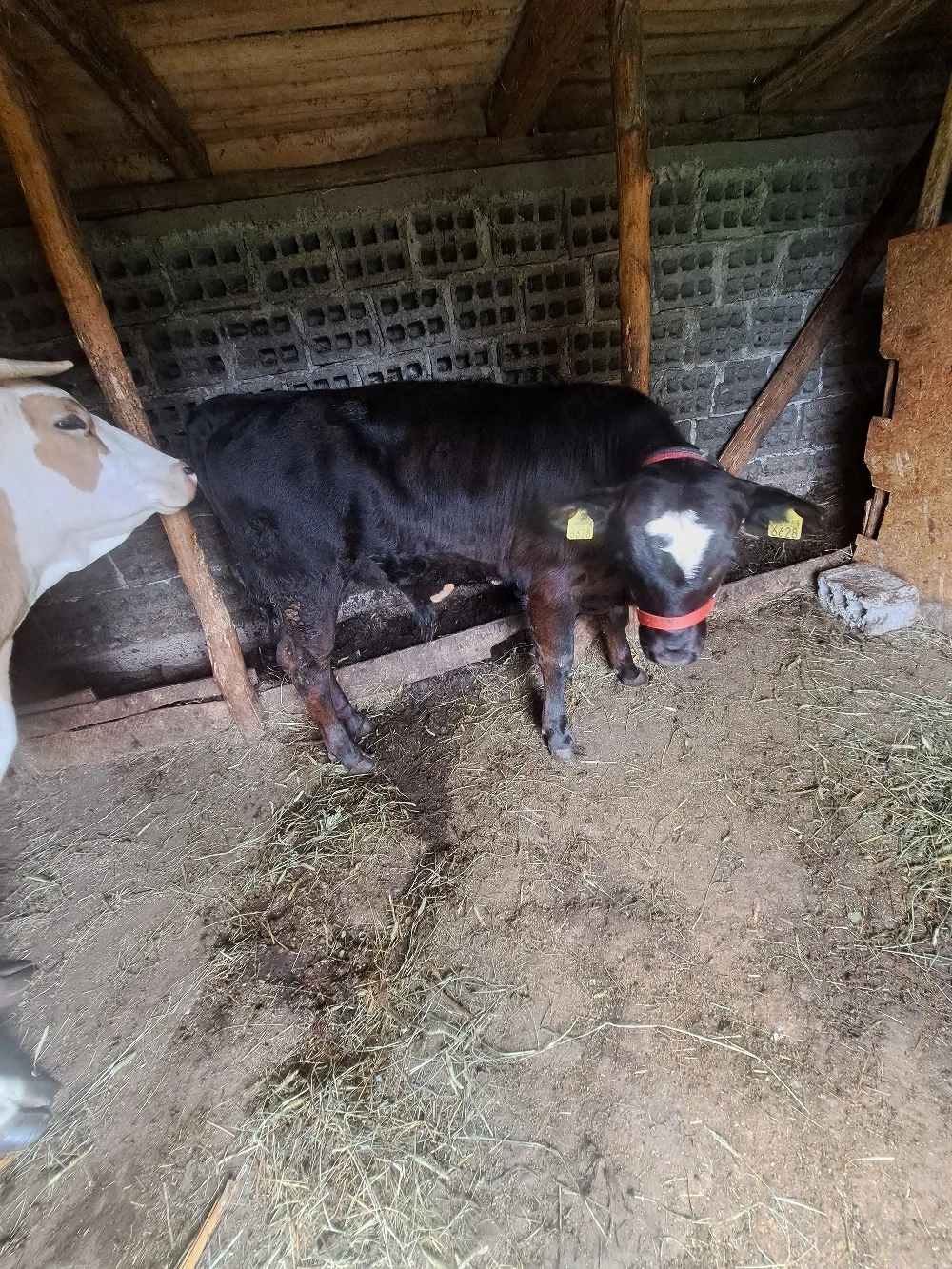 vand tauras angus de  5 luni