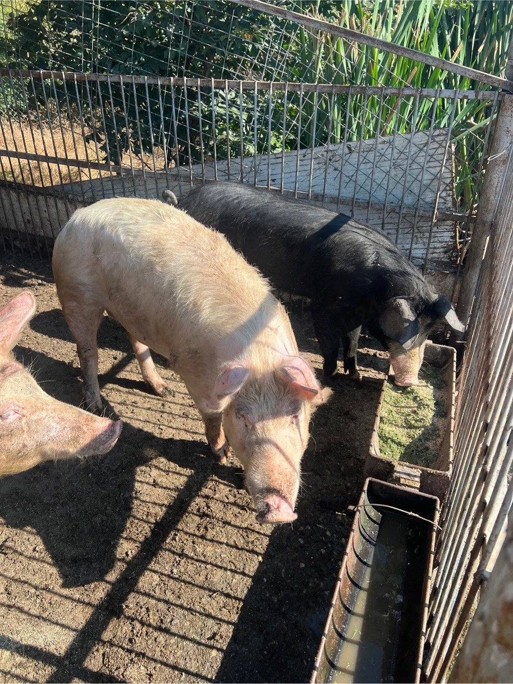 Porci si purcei de vanzare!