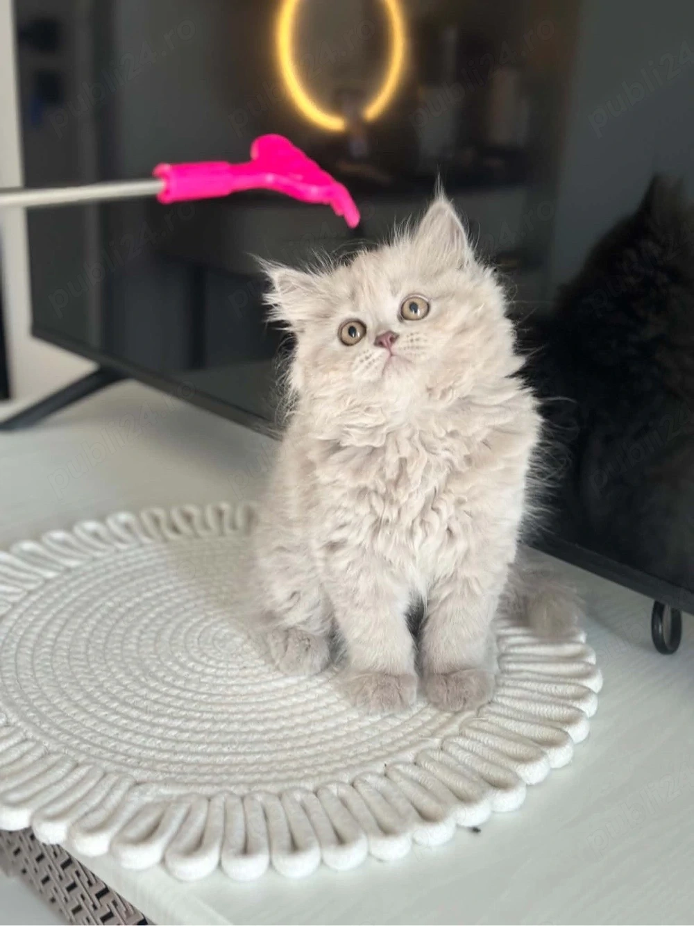 Pui pisica British