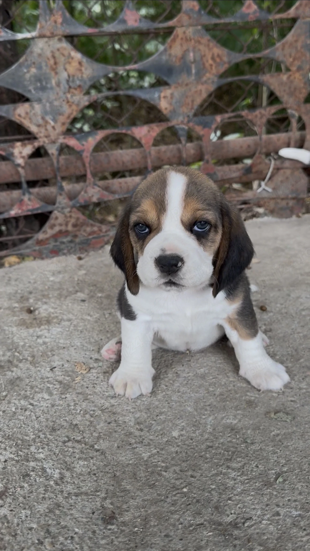 Beagle. Cei mai minunati. 