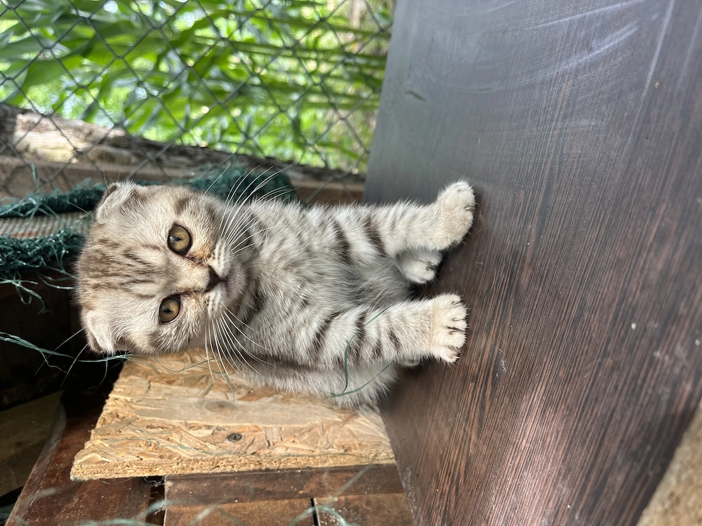 Pui pisica Scottish fold