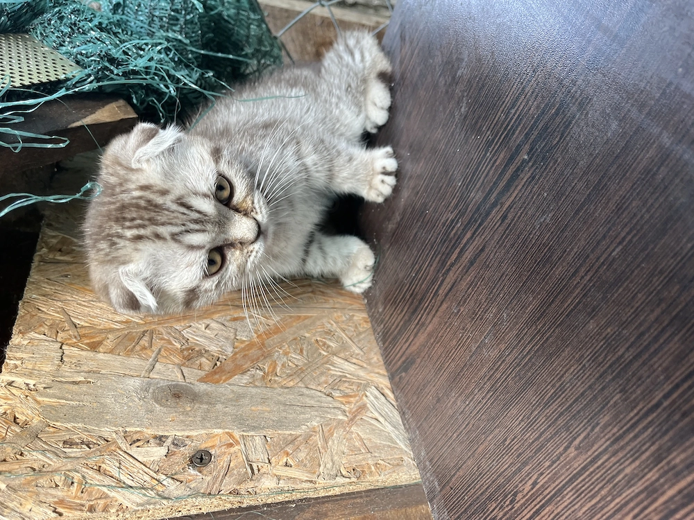 Pui pisic Scottish fold 3 luni