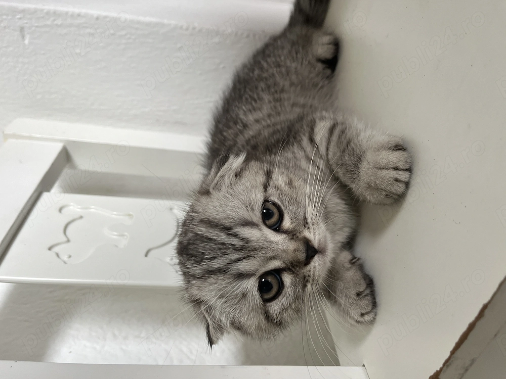 Pui Scottish Fold 3 luni