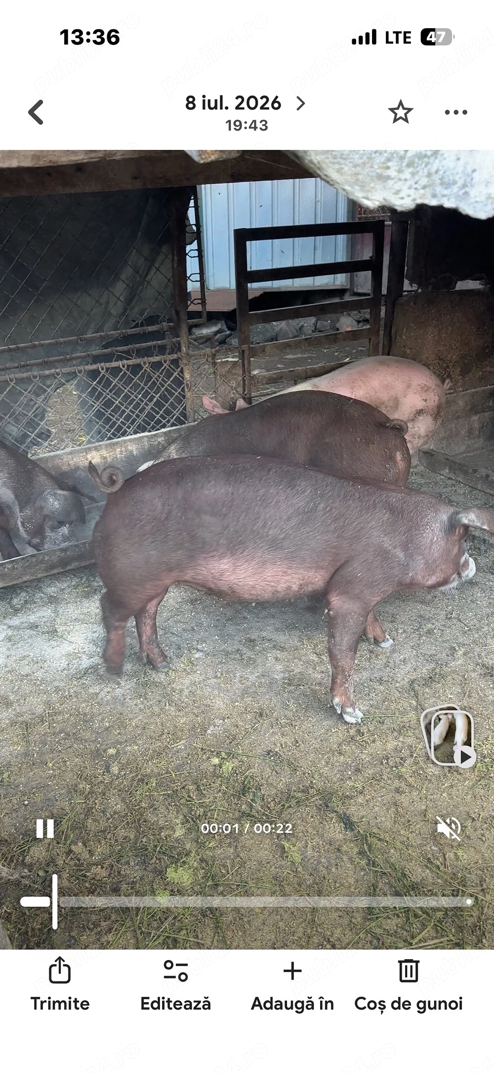scrofite duroc pur