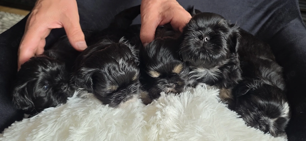 Shihtzu puiuți  cu pedigree 