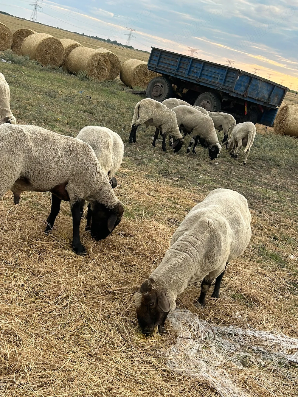 vand berbec pentru mai multe detalii la nr afisat in descriere