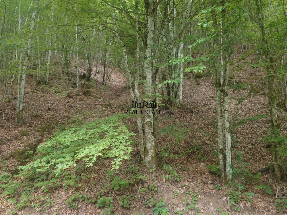 Teren in Bulzestii de Sus 2451mp