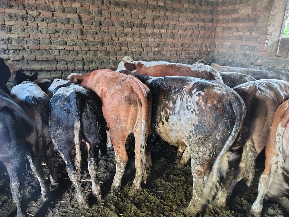 Viței de rasa femele și masculi