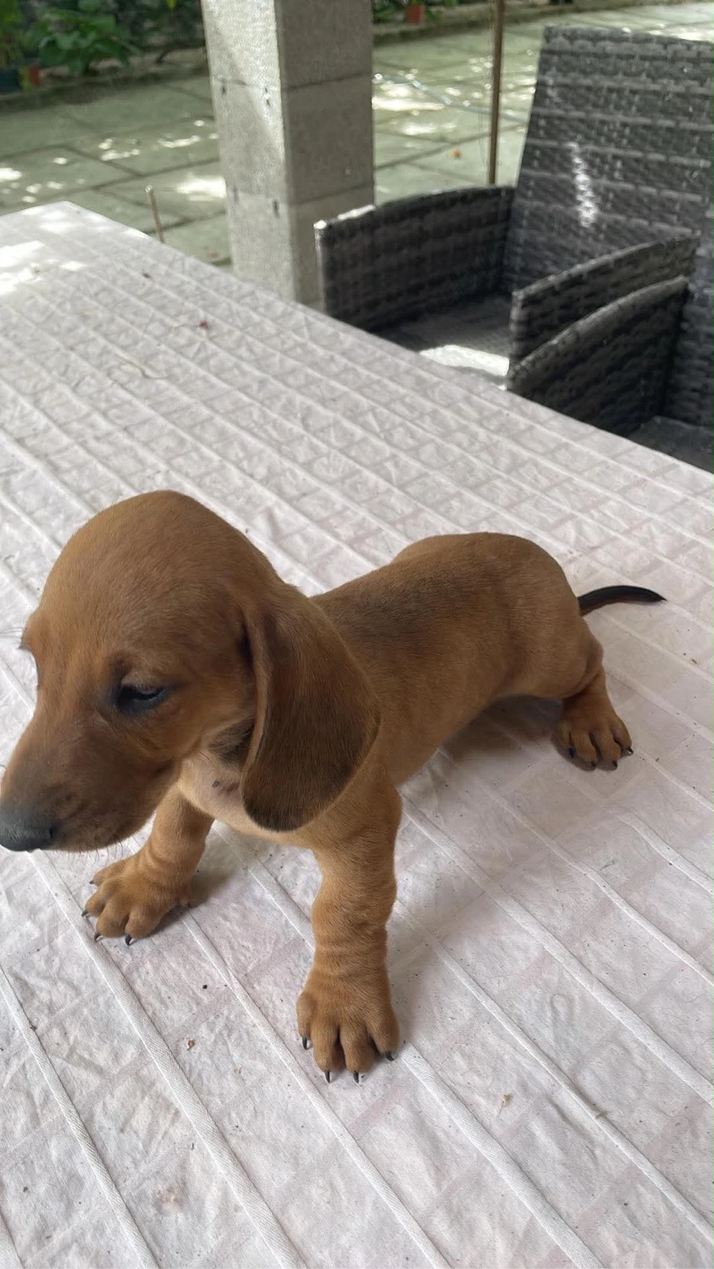 teckel Dachshund 