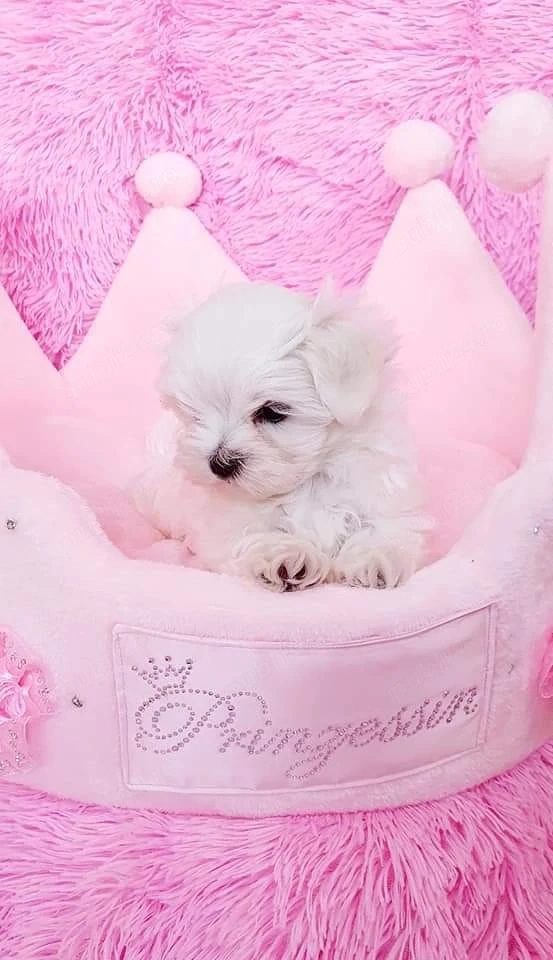 pui bichon maltese mini toy 