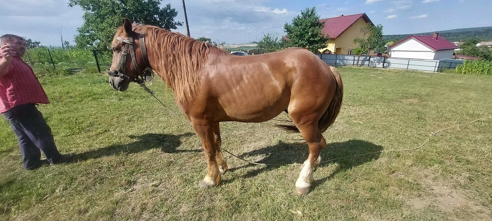 Vând cal de 6 ani
