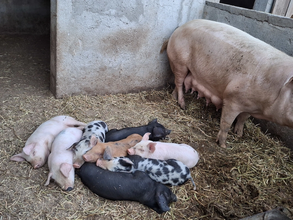 Purcei de vanzare landrace+petrain