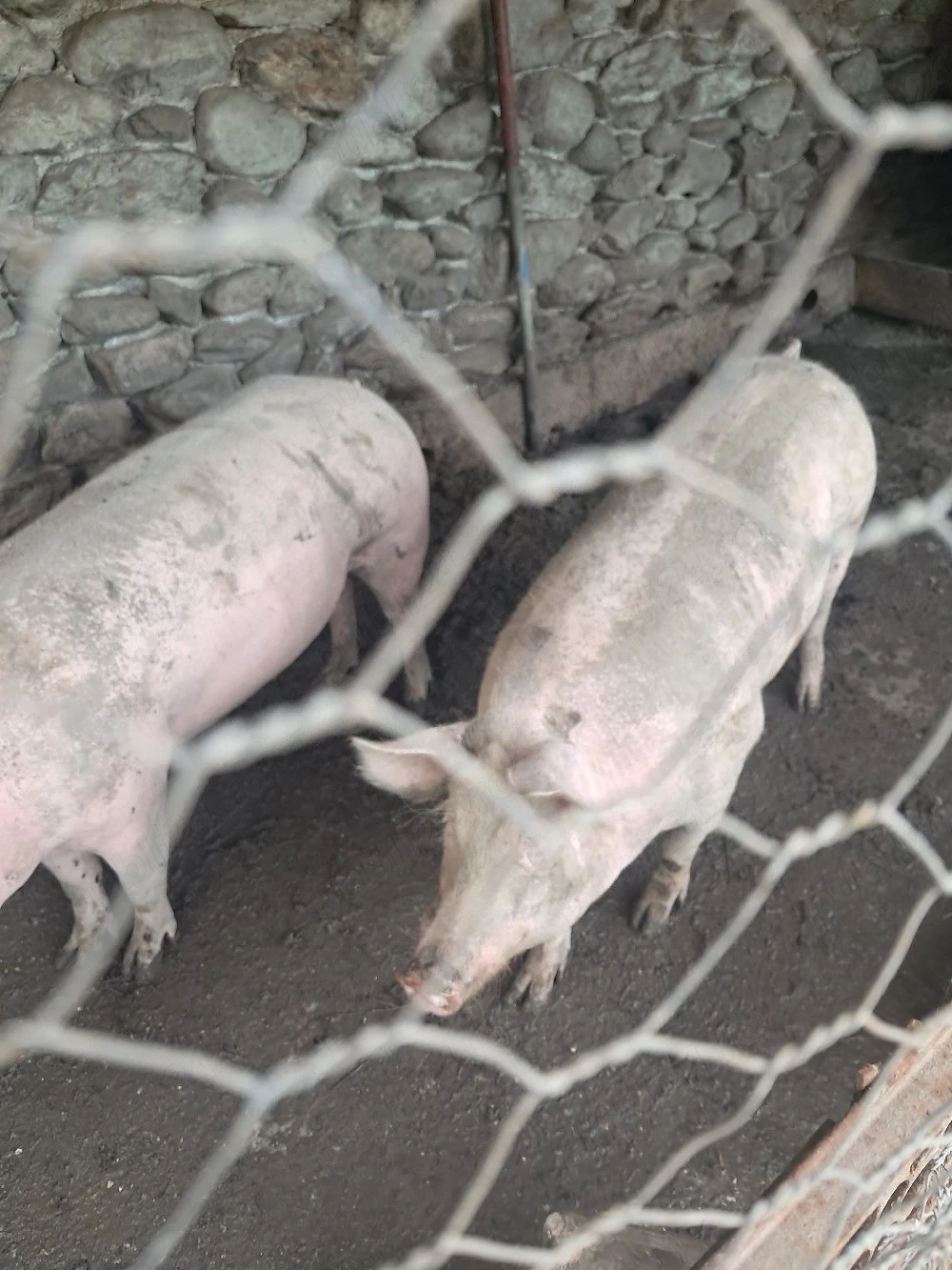 porci 150 kg