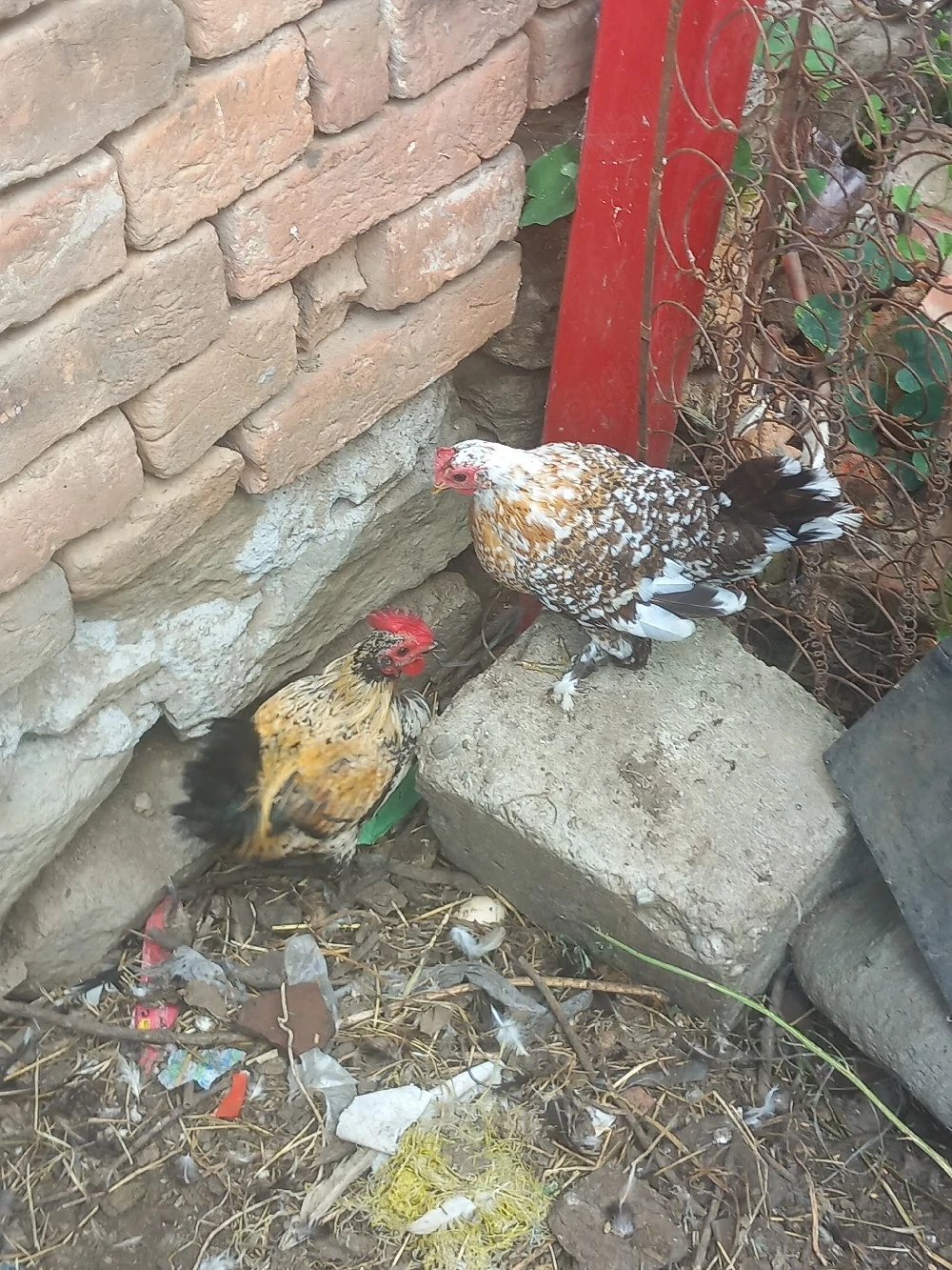 vand gaini pitice si cocoșii 