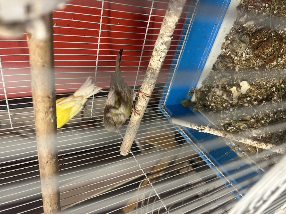Canari de vanzare ..