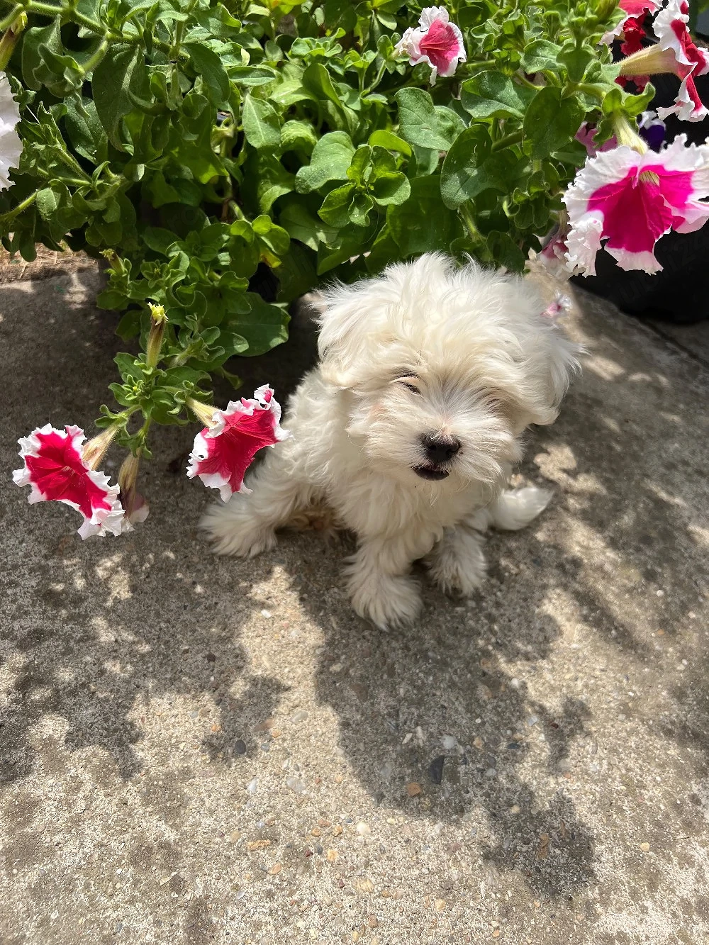 Bichon Maltese 