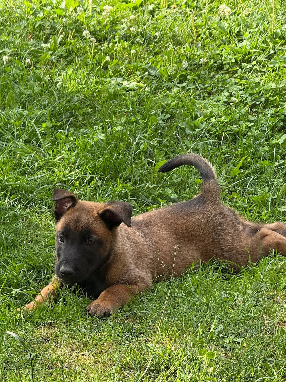 Ciobanesc belgian malinois 