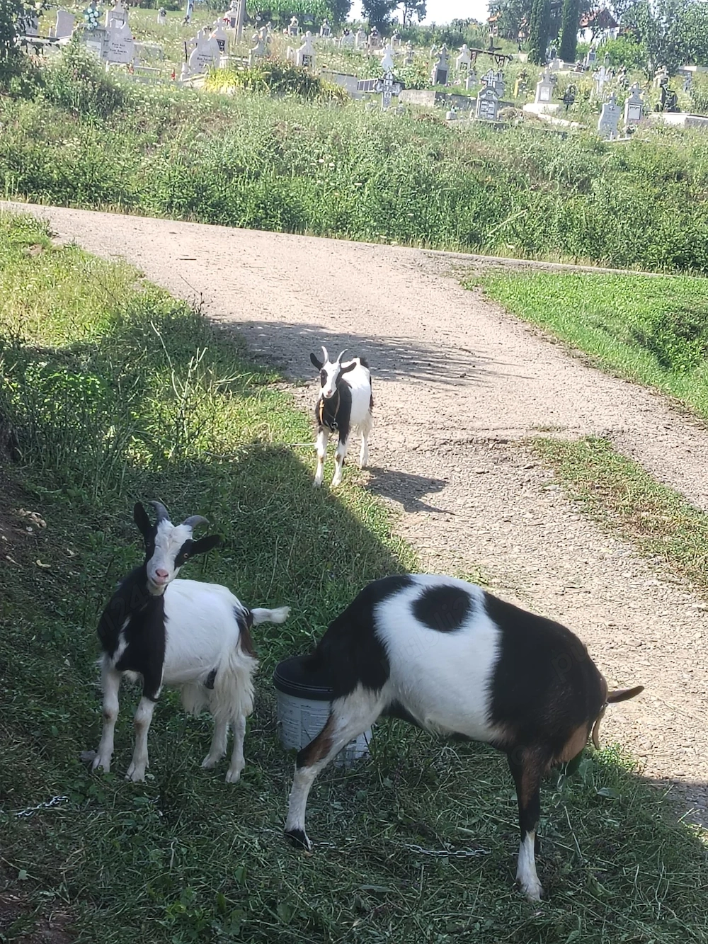 Vand o Capra si doi Iezi in Sanmartin, Raciu. Donez o catelusa pechineza, unor iubitori de animale.