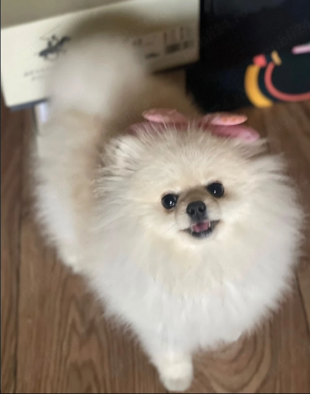 Pomeranian extra mini