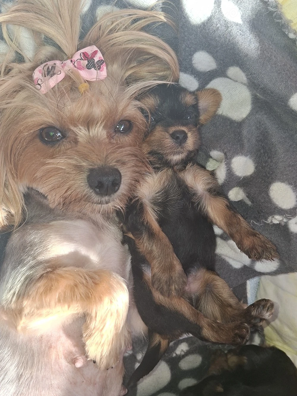 cațelus yorkshire terrier