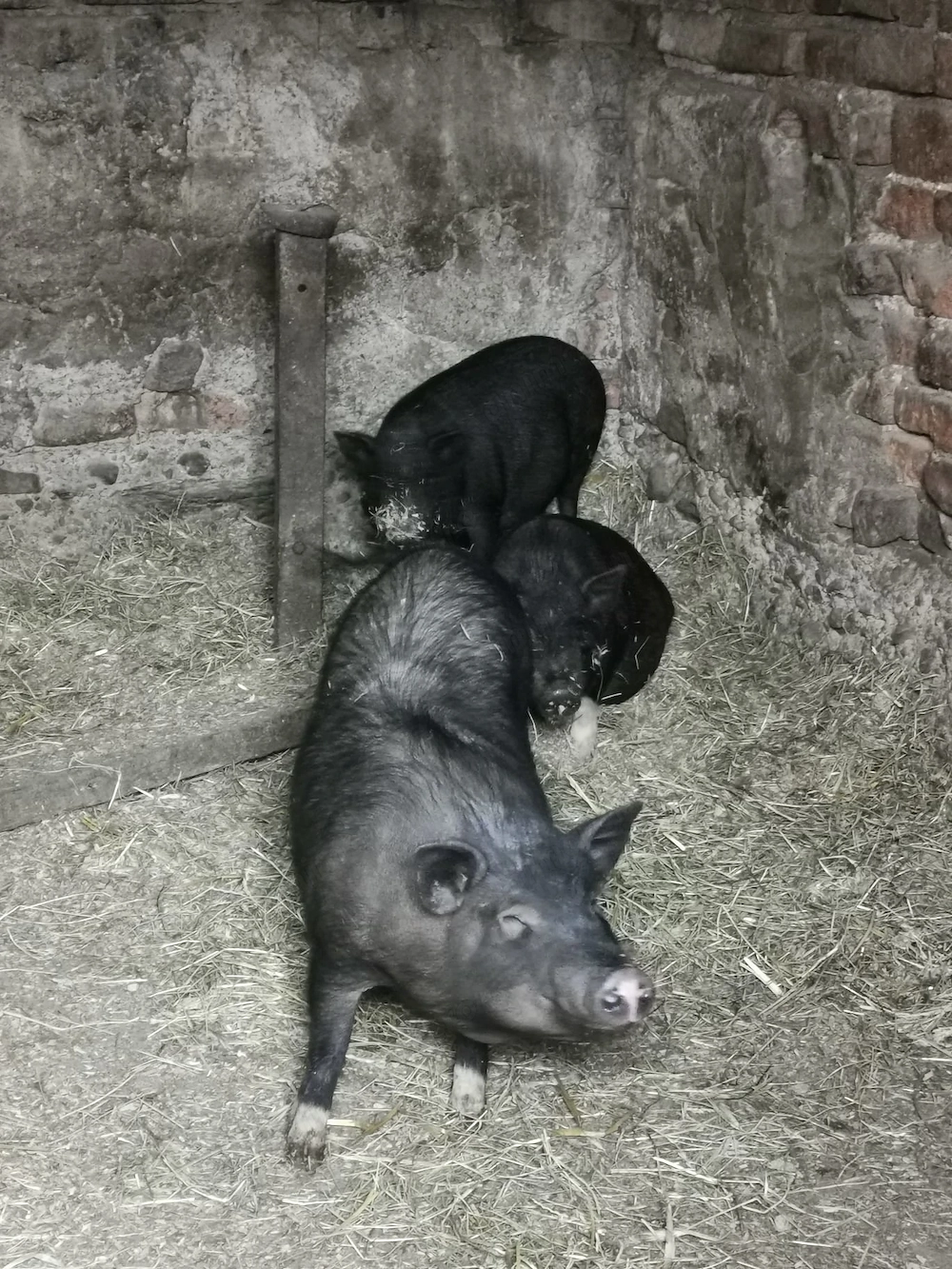 Vand porci vietnamezi