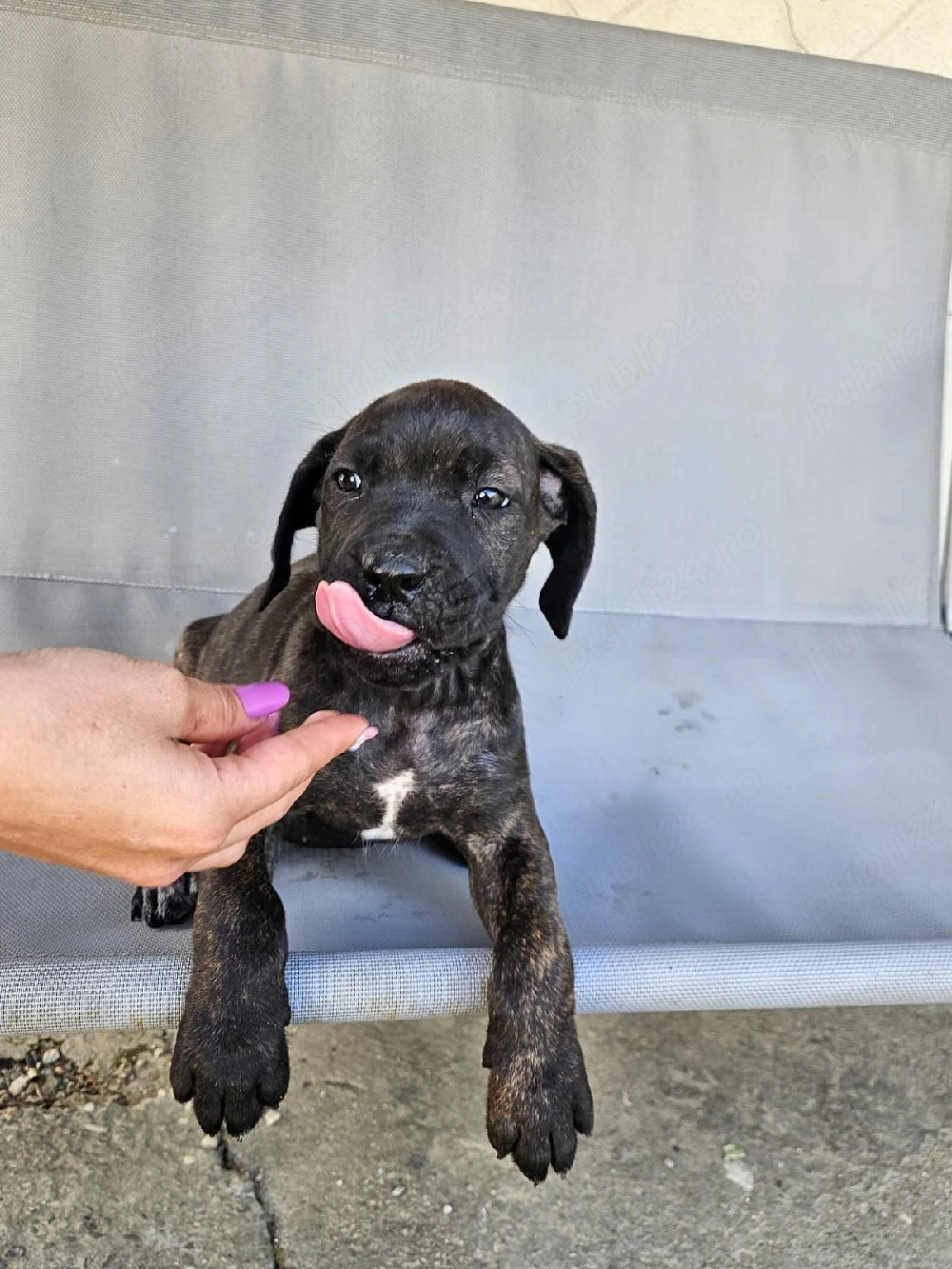 vând catelusa cane corso