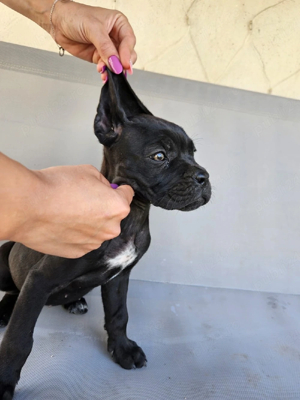 vând catelusa cane corso 