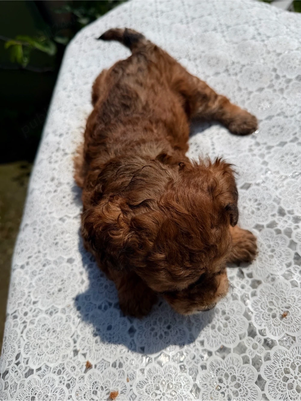 Maltipoo in varsta de 5 saptamani 
