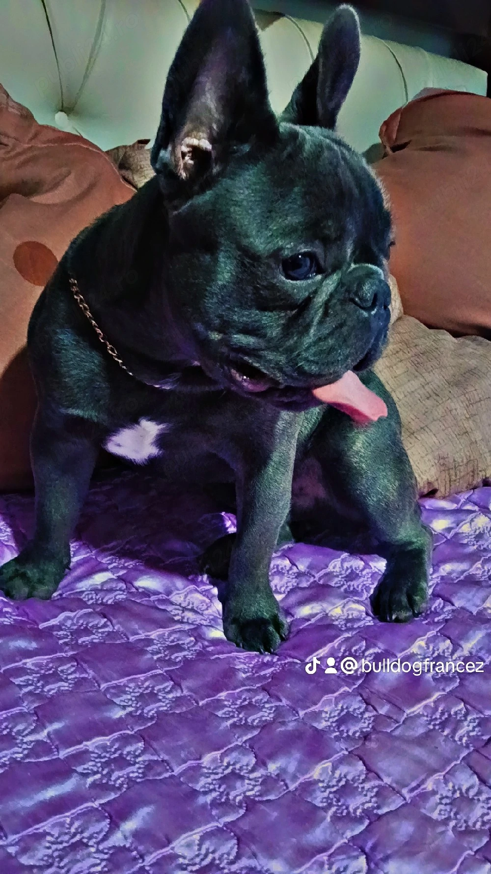 Buldog francez 