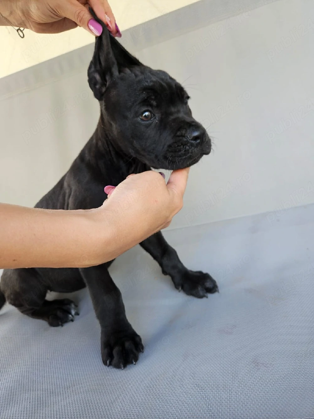 vand catelusa cane corso 