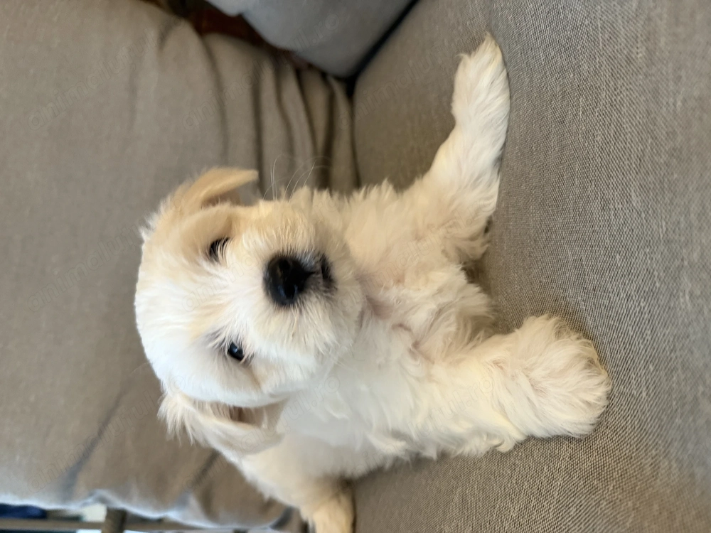Pui bichon havanez x maltez