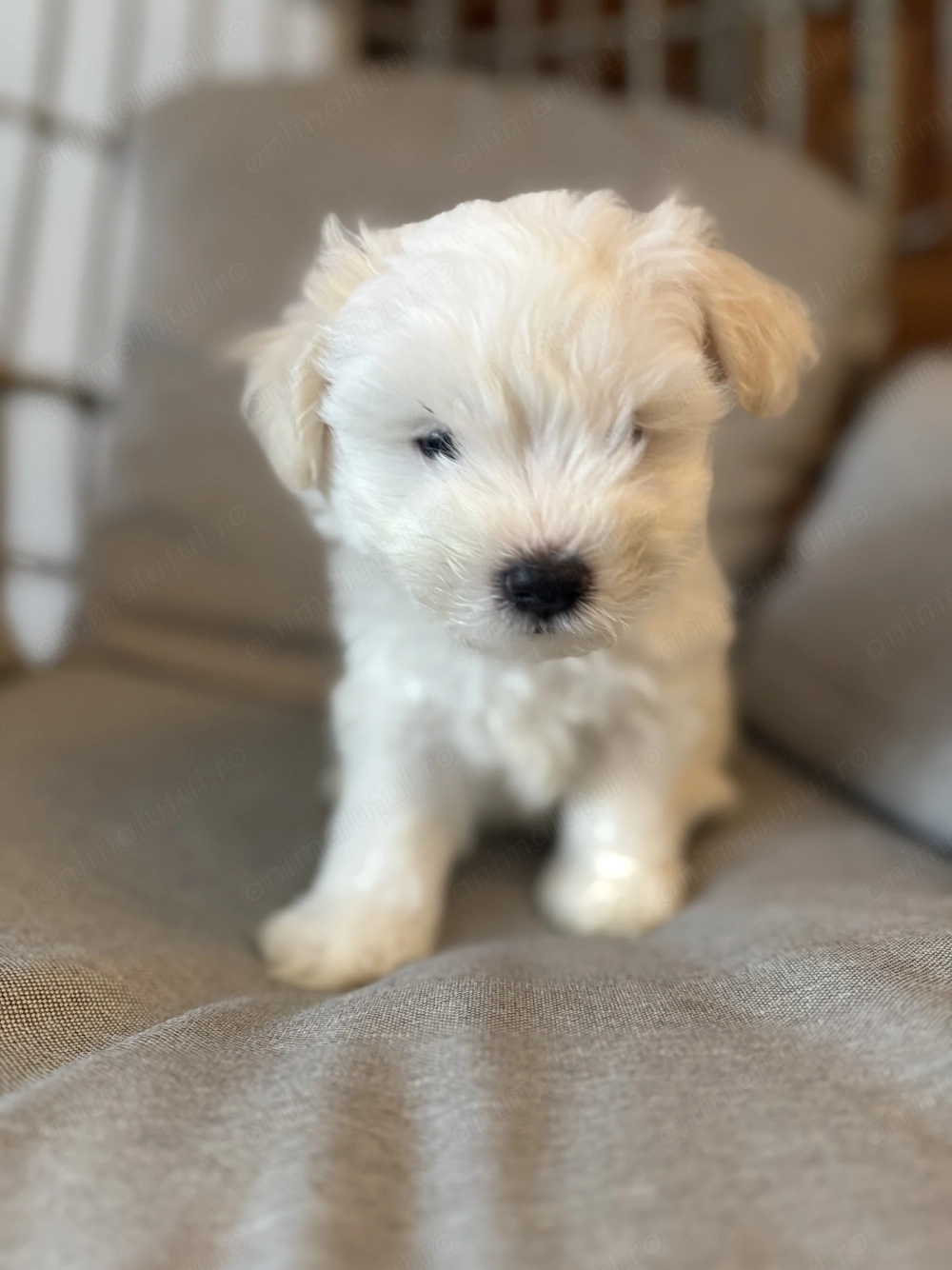 Pui bichon havanez x maltez