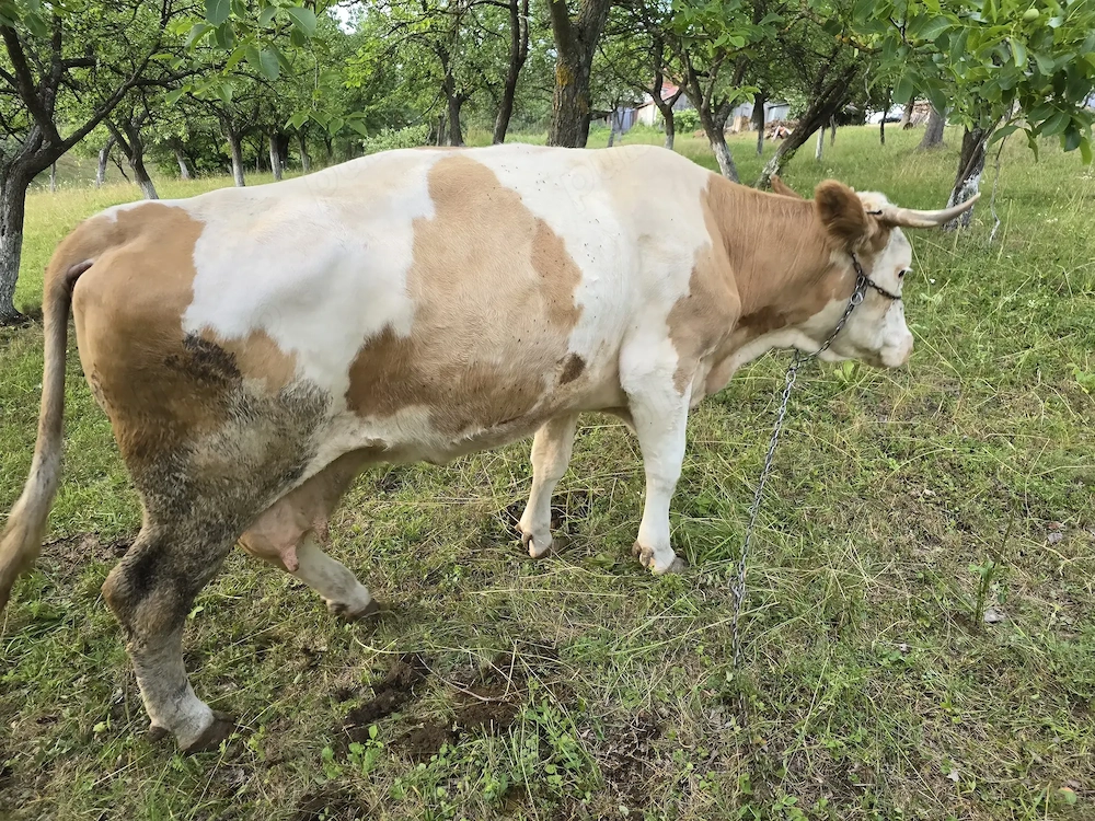 Vaca de vanzare baltata romaneasca