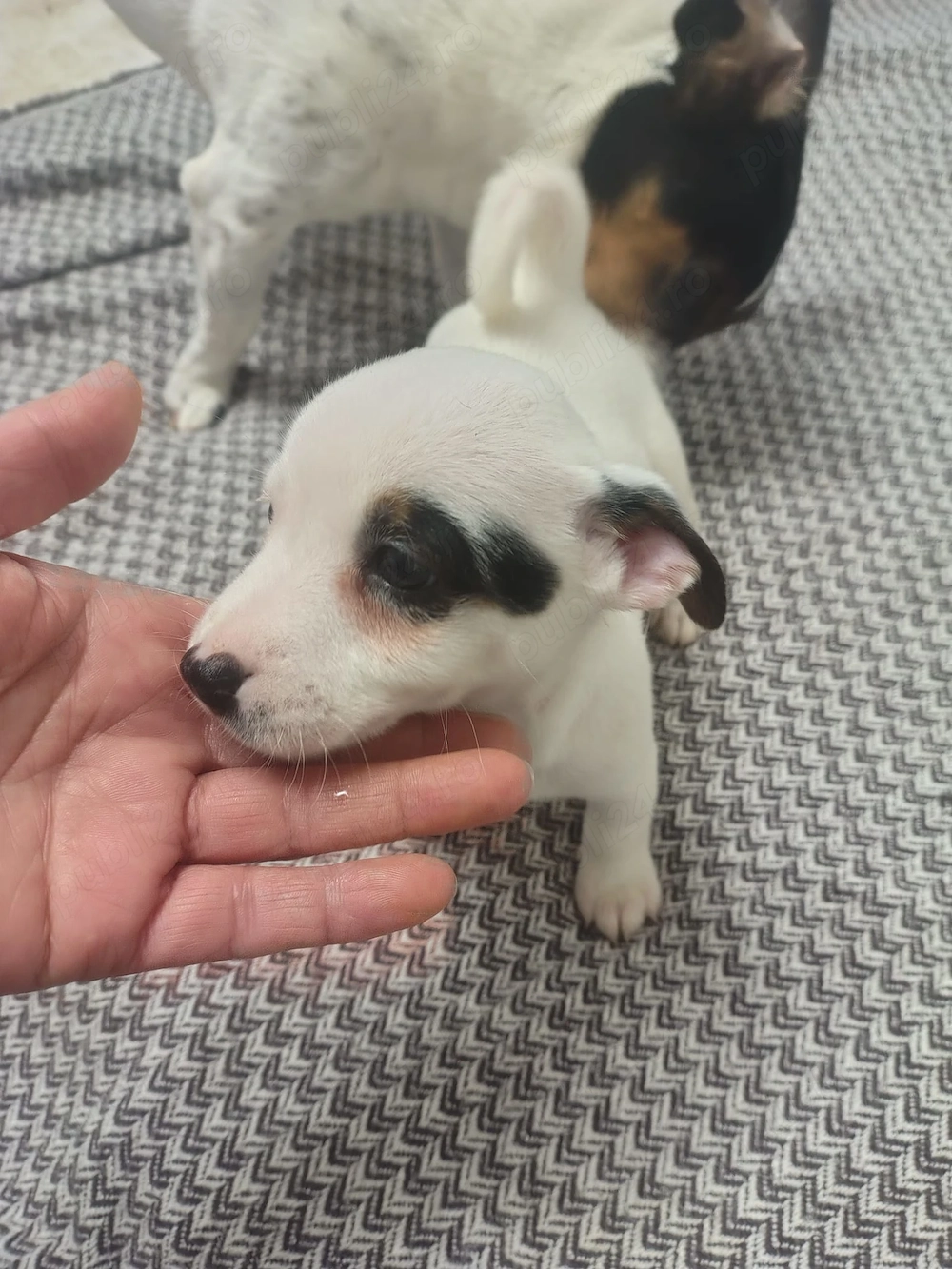 Jack Russel terrier tricolor Italia Pot calatori in strainatate
