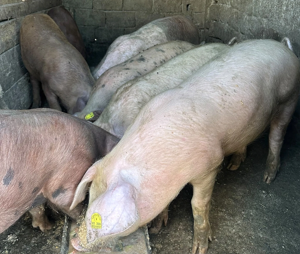 Grăsuni Landrace și Duroc 