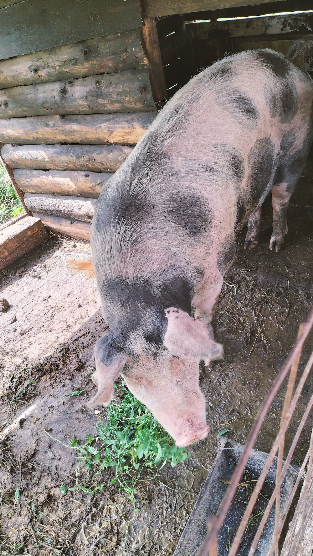 De vânzare purcica.