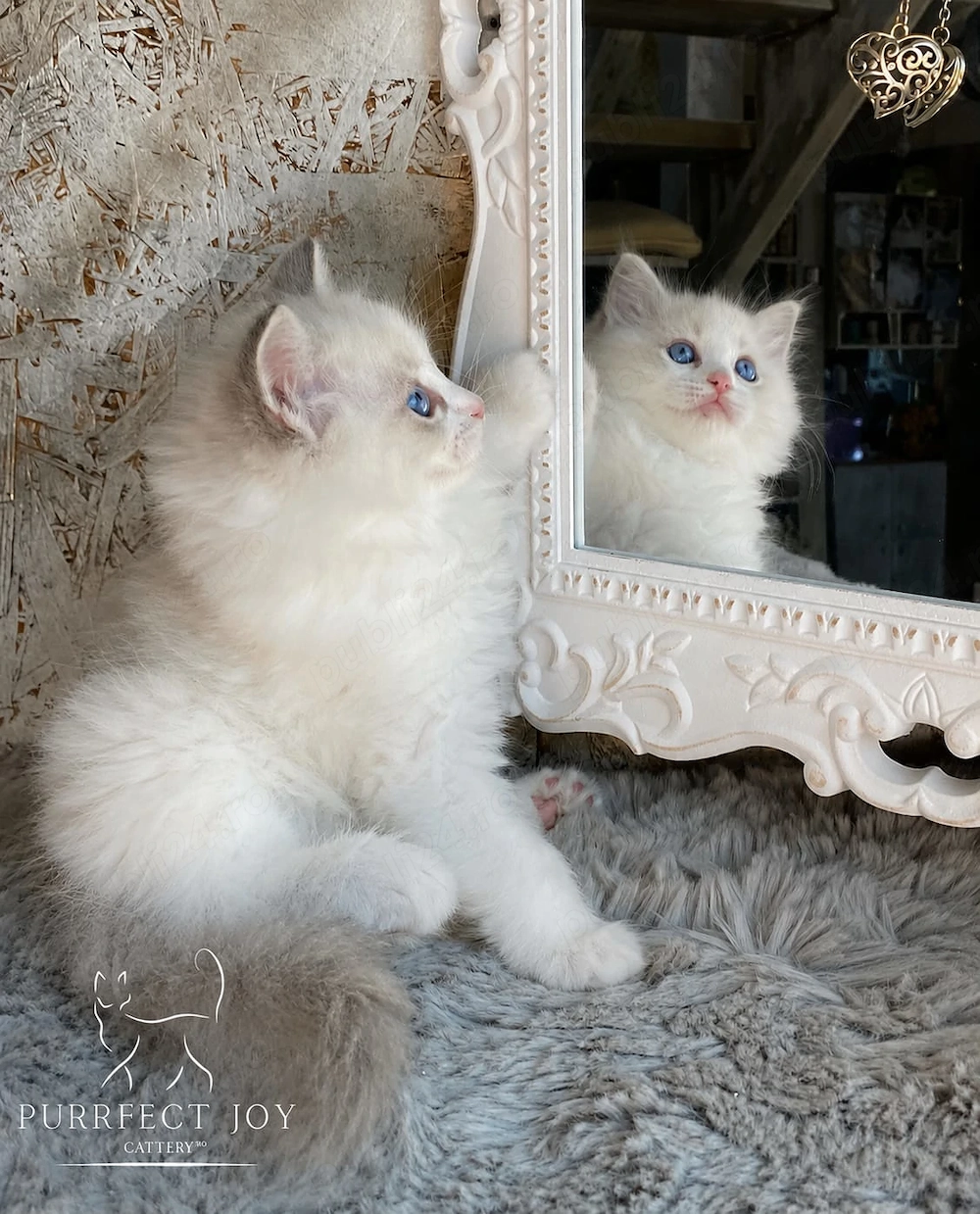 Ragdoll cu pedigree