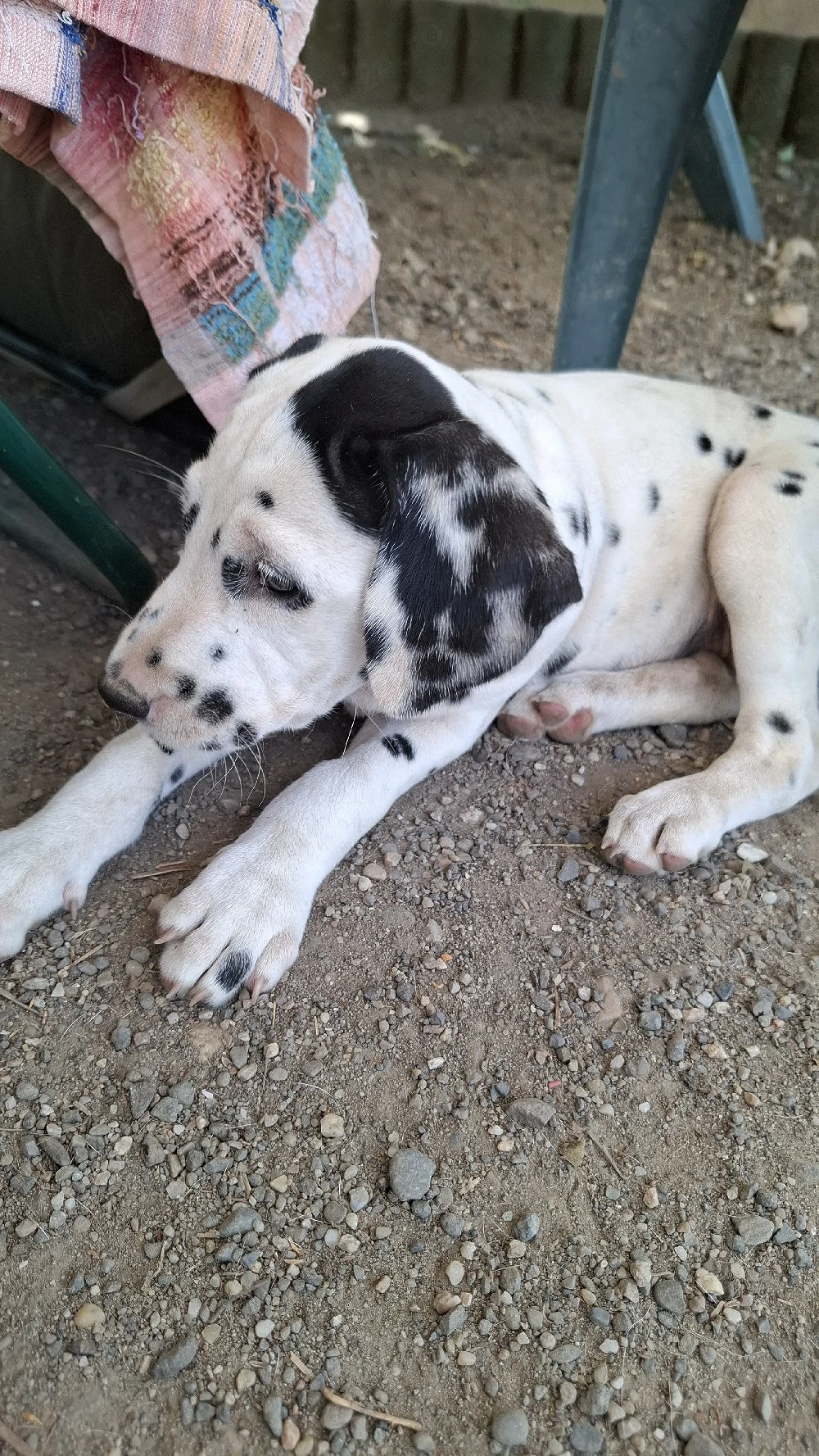 Catelusa dalmatian in varsta de 10 saptamani