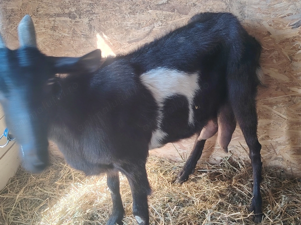 Vand capre tinere sau schimb cu purcei sau porc porci de taiat 